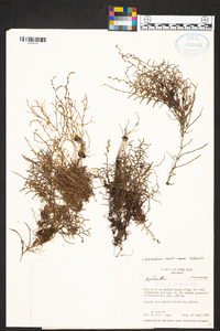 Epidendrum paranthicum image