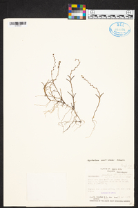 Epidendrum paranthicum image