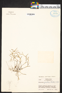 Epidendrum paranthicum image