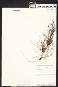 Epidendrum paranthicum image