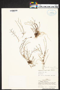 Epidendrum paranthicum image