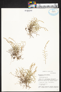 Epidendrum paranthicum image