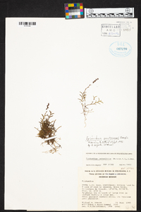 Epidendrum paranthicum image