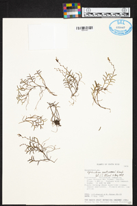 Epidendrum paranthicum image