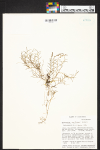 Epidendrum paranthicum image