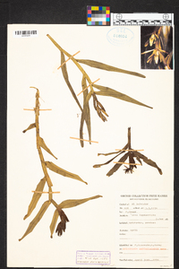 Epidendrum santaclarense image