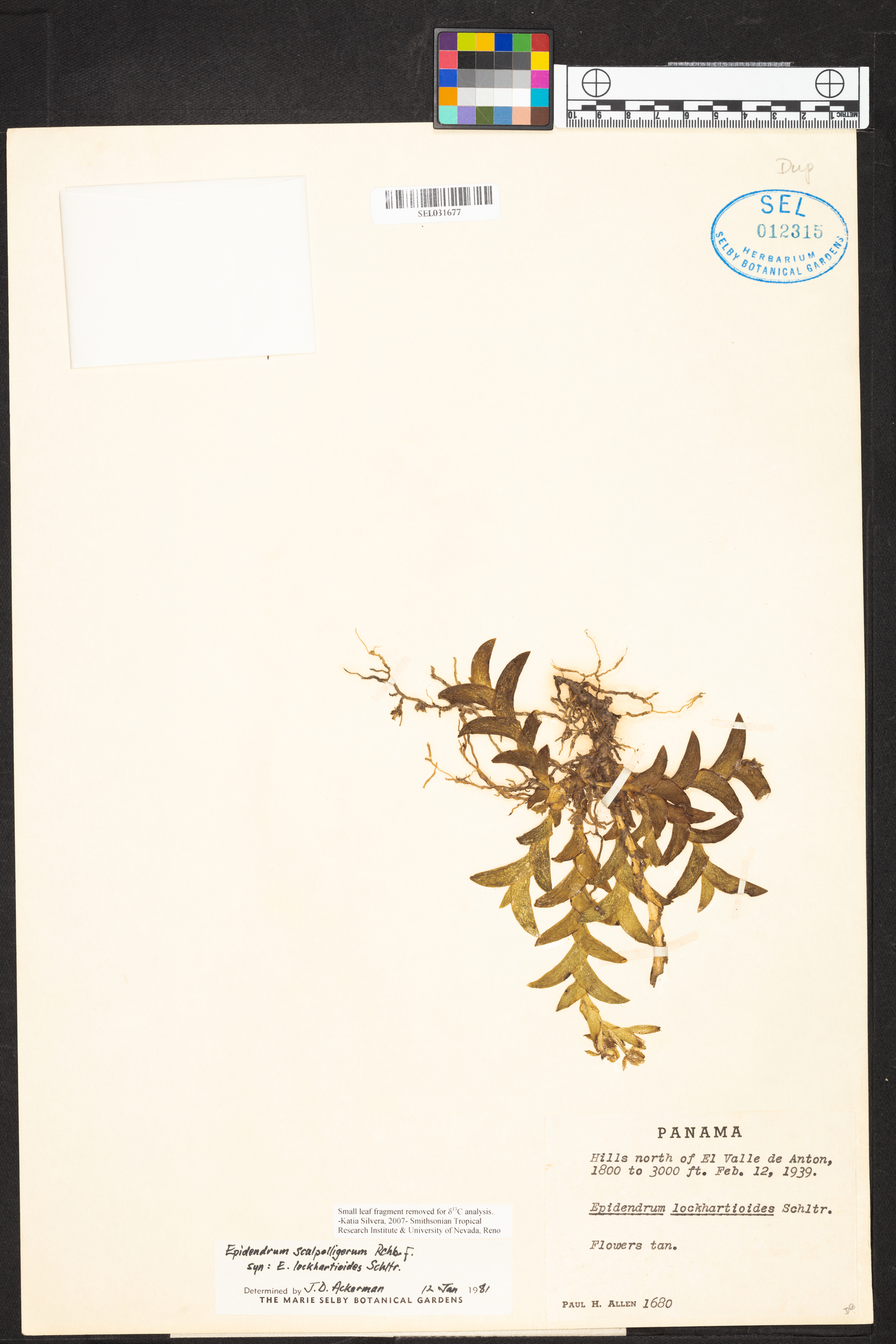 Epidendrum scalpelligerum image