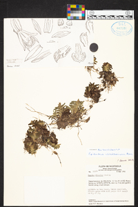 Epidendrum schlechterianum image