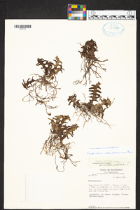 Epidendrum schlechterianum image