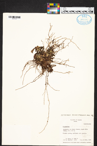 Epidendrum schlechterianum image