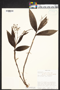 Grammatophyllum scriptum image