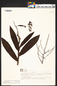 Grammatophyllum scriptum image