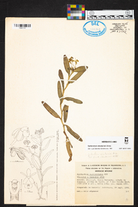 Epidendrum simulacrum image