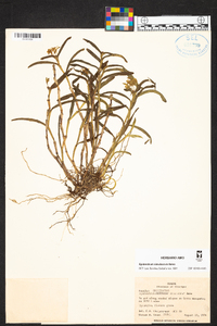 Epidendrum simulacrum image