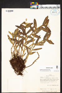 Epidendrum simulacrum image