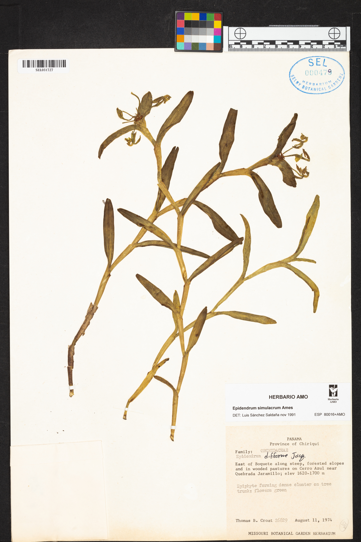 Epidendrum simulacrum image