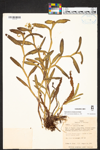 Epidendrum simulacrum image