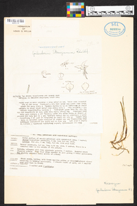 Epidendrum stangeanum image