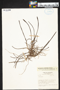 Epidendrum stangeanum image