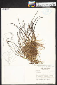 Epidendrum stangeanum image