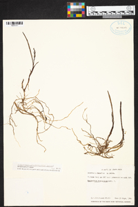 Epidendrum stangeanum image