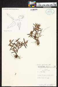 Epidendrum strobiliferum image