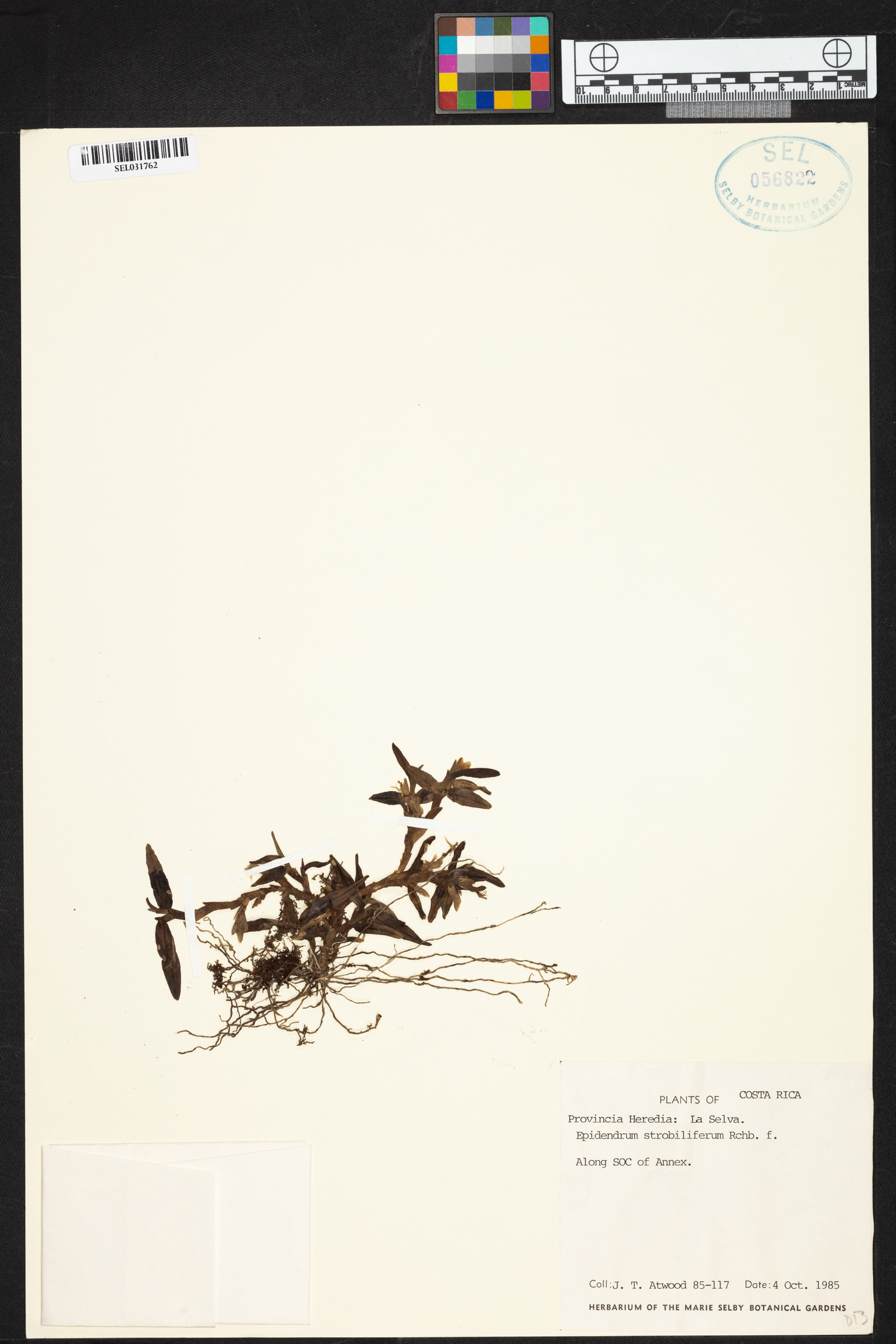 Epidendrum strobiliferum image