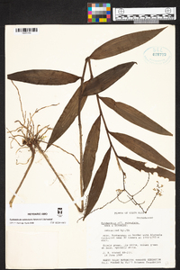 Epidendrum subnutans image