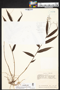 Epidendrum polyanthum image