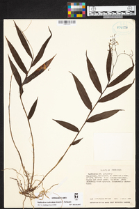 Epidendrum polyanthum image