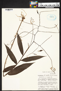 Epidendrum subnutans image