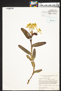 Epidendrum succulentum image