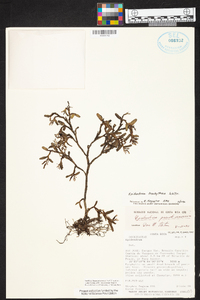 Epidendrum trachythece image