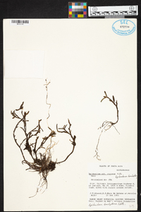 Epidendrum trachythece image