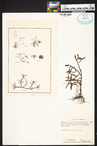 Epidendrum trachythece image