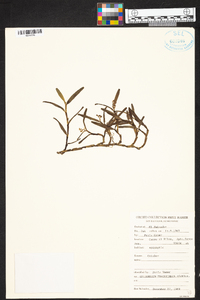 Epidendrum trachythece image