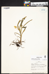 Epidendrum trialatum image