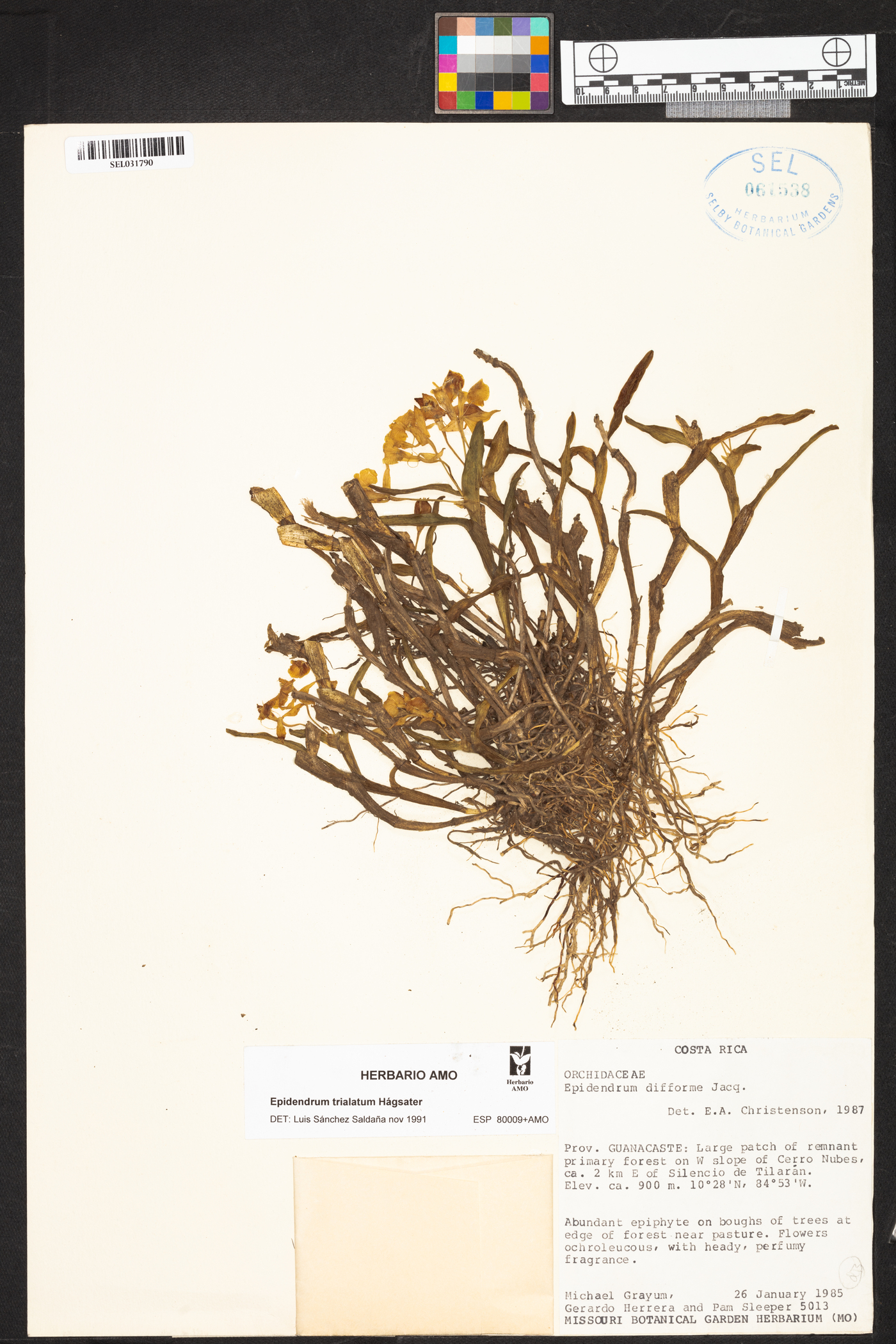 Epidendrum trialatum image