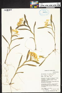 Epidendrum trialatum image