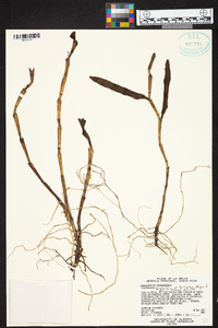 Epidendrum trialatum image