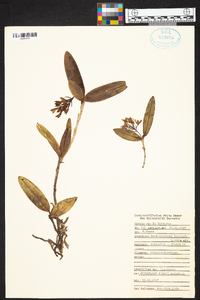 Epidendrum fruticosum image