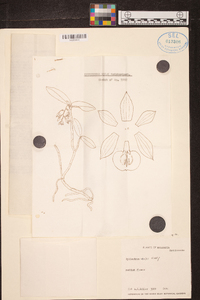 Epidendrum fruticosum image