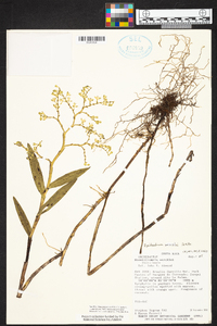 Epidendrum wercklei image