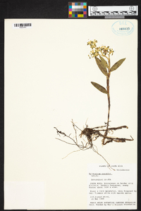 Epidendrum wercklei image