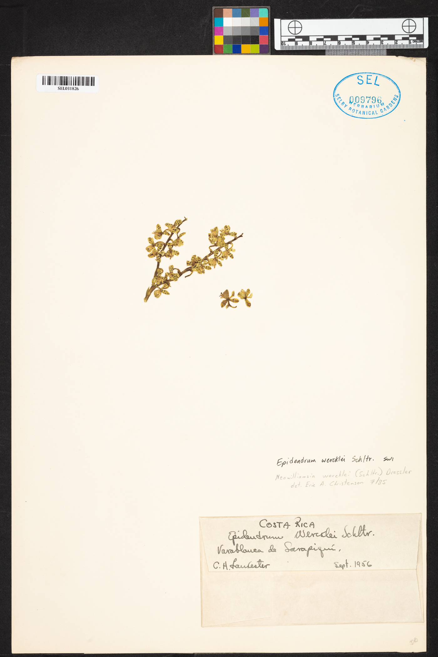 Epidendrum wercklei image