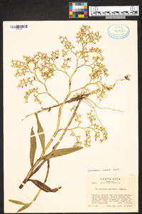 Epidendrum wercklei image