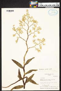 Epidendrum wercklei image