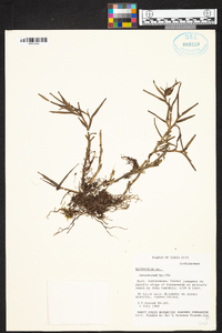 Epidendrum flexicaule image