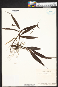 Epidendrum lankesteri image