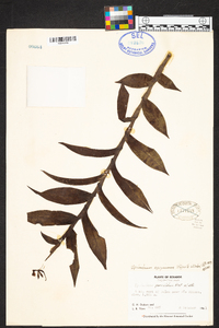 Epidendrum agoyanense image